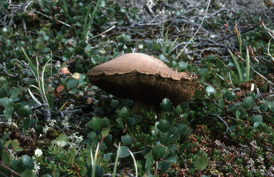 Vandring i Sydgrønland 1975