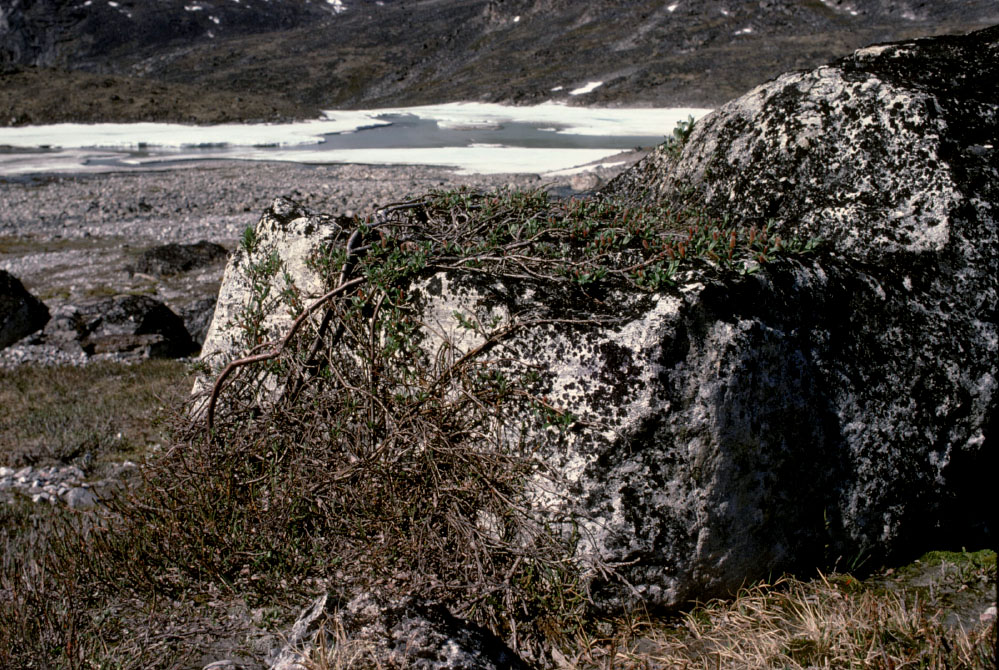 Grønland 1977