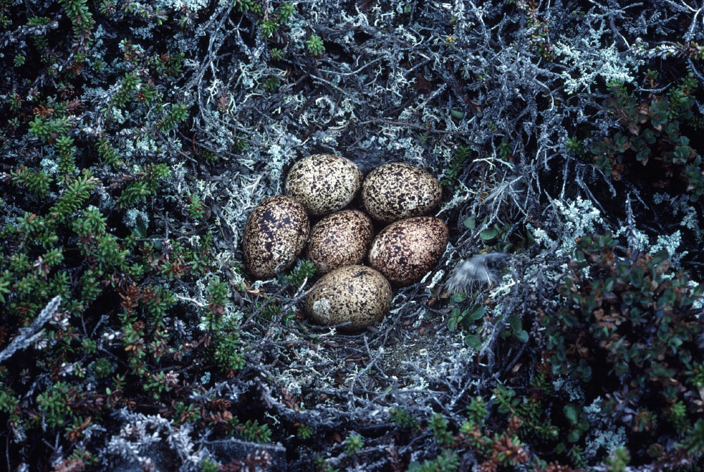 Grønland 1977