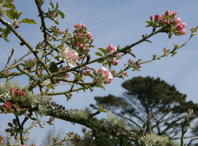 Cornish Excursions