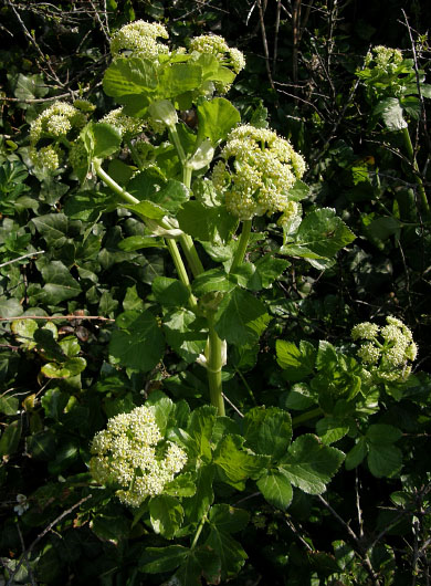 Smyrnium olusatrum, Cornwall