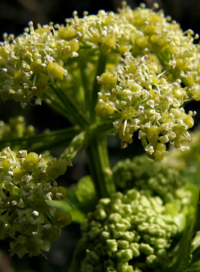 Smyrnium olusatrum, Cornwall