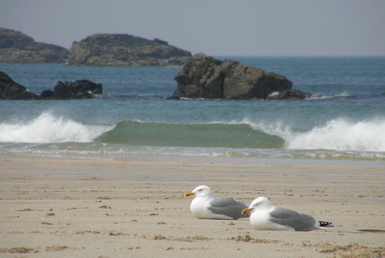 The town of St Ives, Cornwall