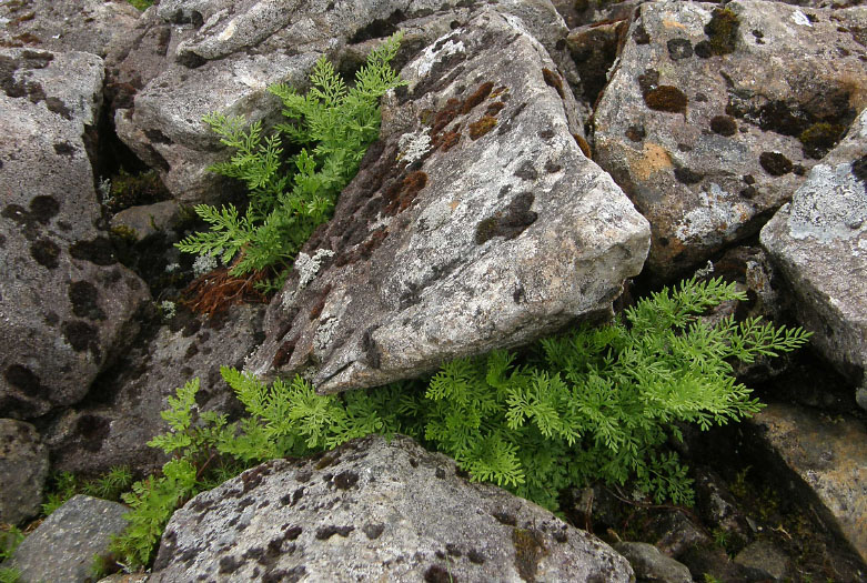 Cryptogramma crispa, Parsley Fern