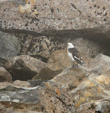 Plectrophenax nivalis, Snow Bunting, on Ben Nevis