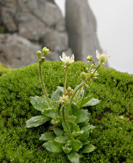 Saxifraga stellaris, Starry Saxifrage