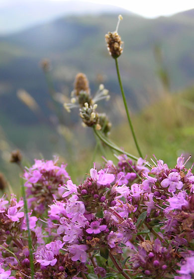 Thymus polytrichus, Wild Thyme, on Ben Nevis