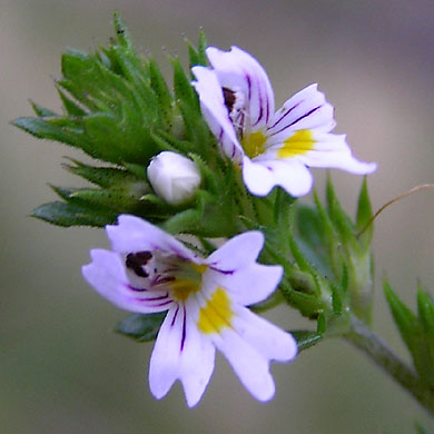 Euphrasia officinalis agg, Eyebright, on Ben Nevis