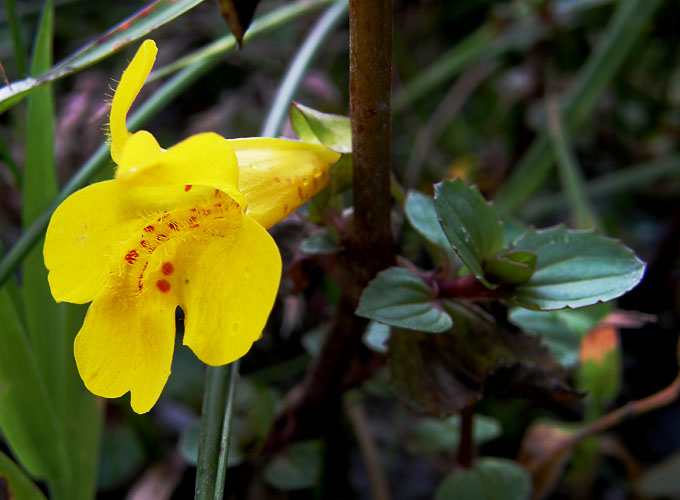 Mimulus guttatus, Monkey Flower