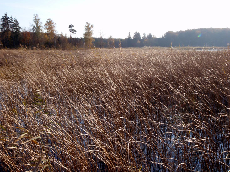 Bastemose, Bornholm