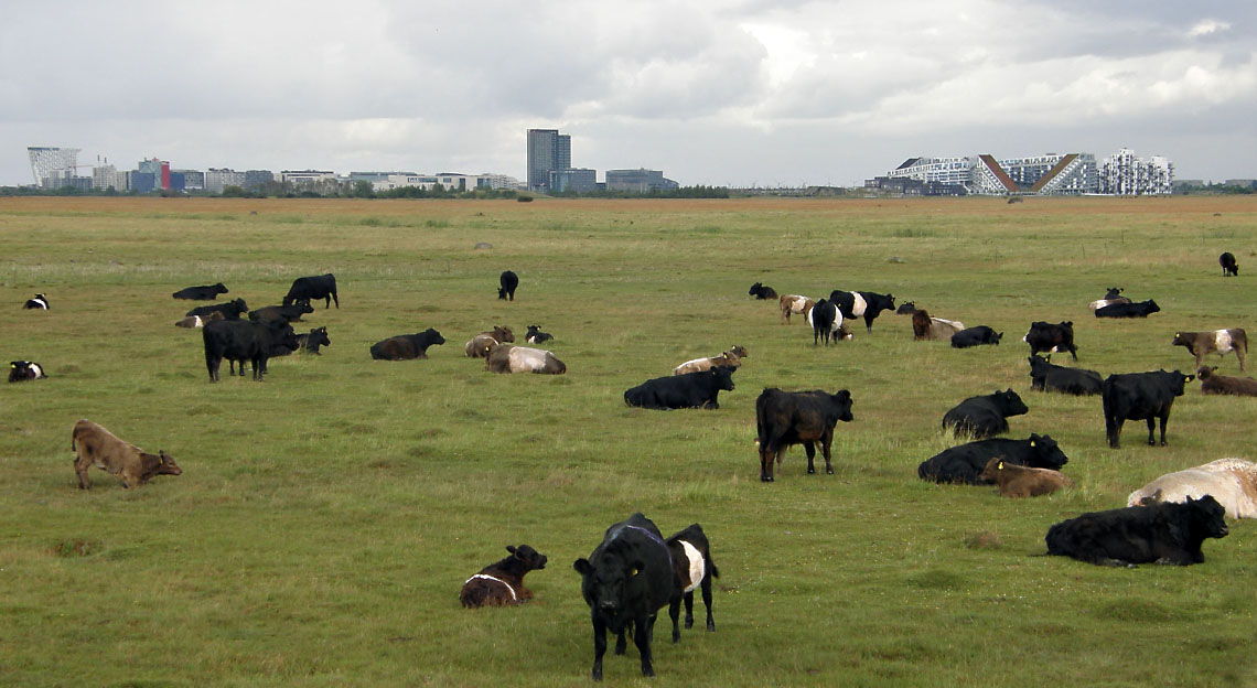 Københavns havn og kanaler