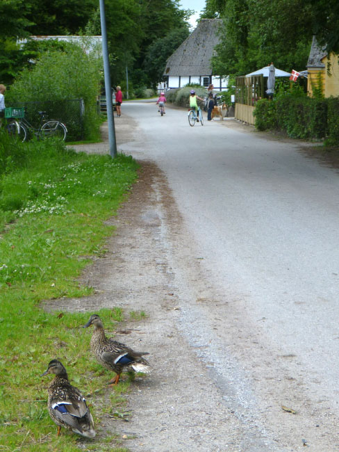 Ølejr på Lyø 2013