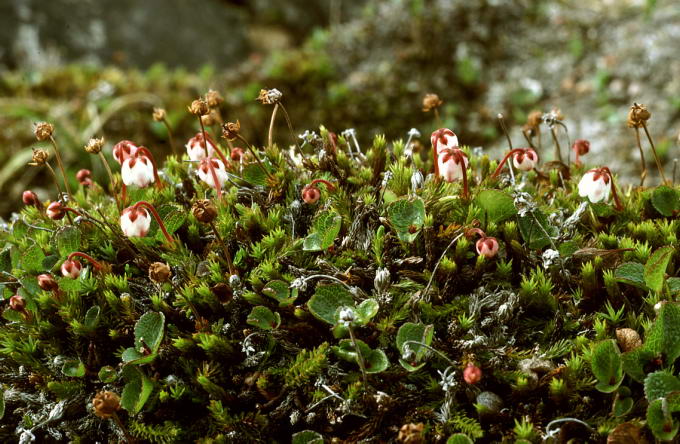 Cassiope hypnoides