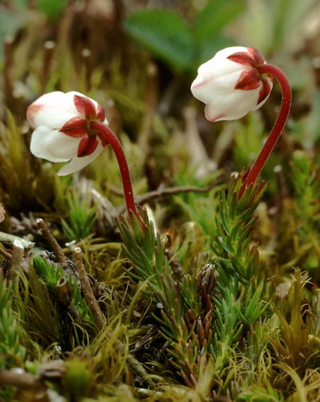 Cassiope hypnoides