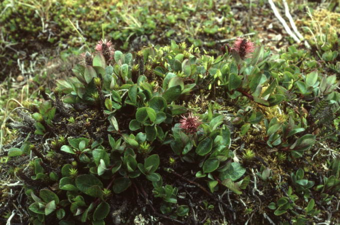 Salix arctophila