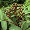 Sorbus groenlandica