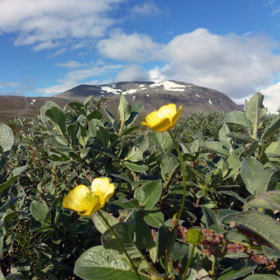 Sarek