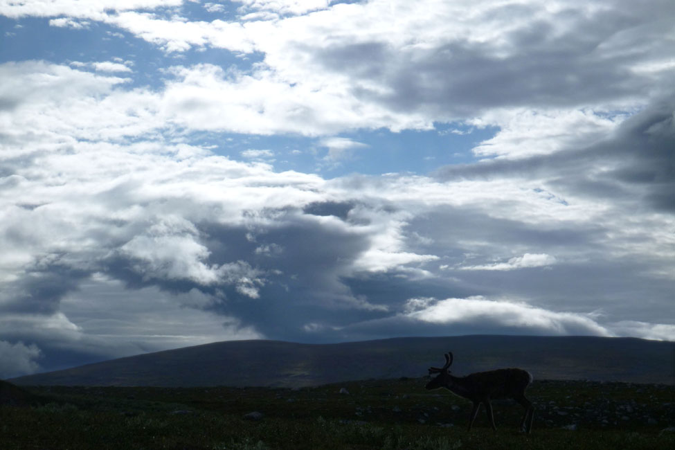 Sarek