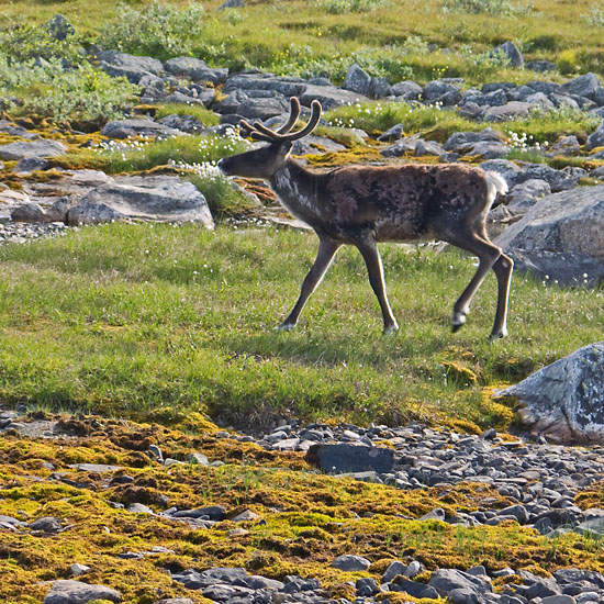 Sarek