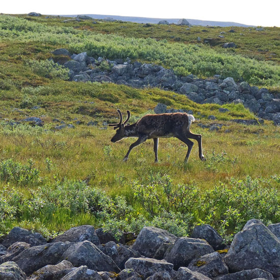 Sarek