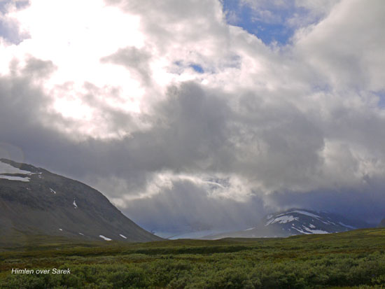 Sarek