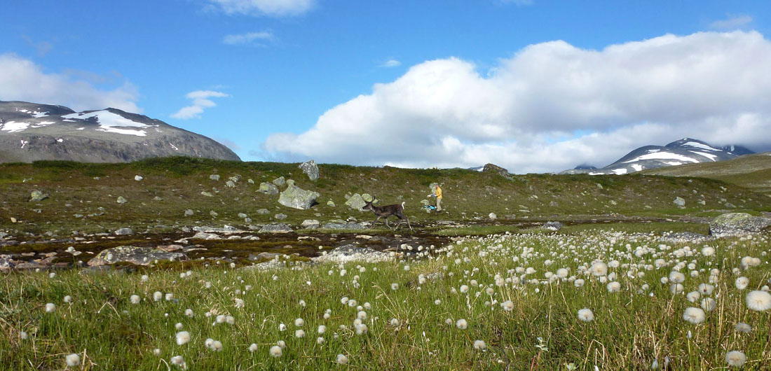 Sarek