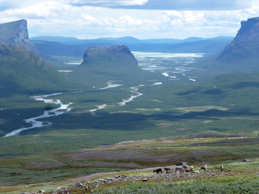 Sarek