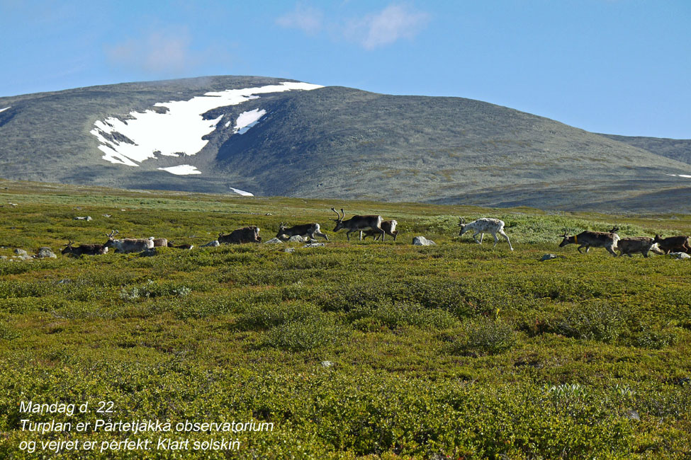 Sarek