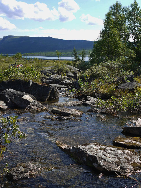 Sarek