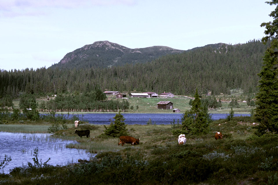 Fjeldvandring i Norge 1982