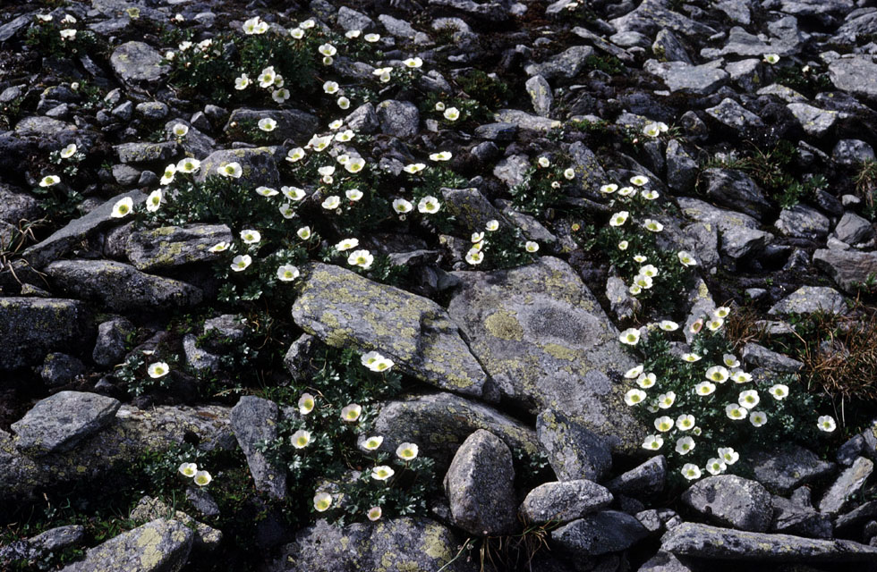 Fjeldvandring i Norge 1982