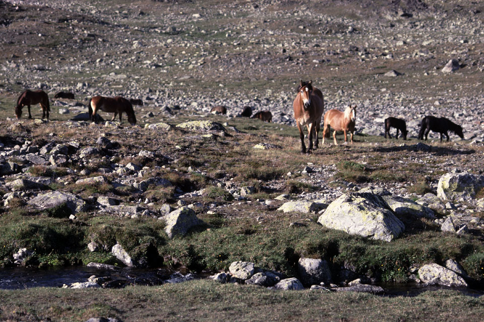 Fjeldvandring i Norge 1982