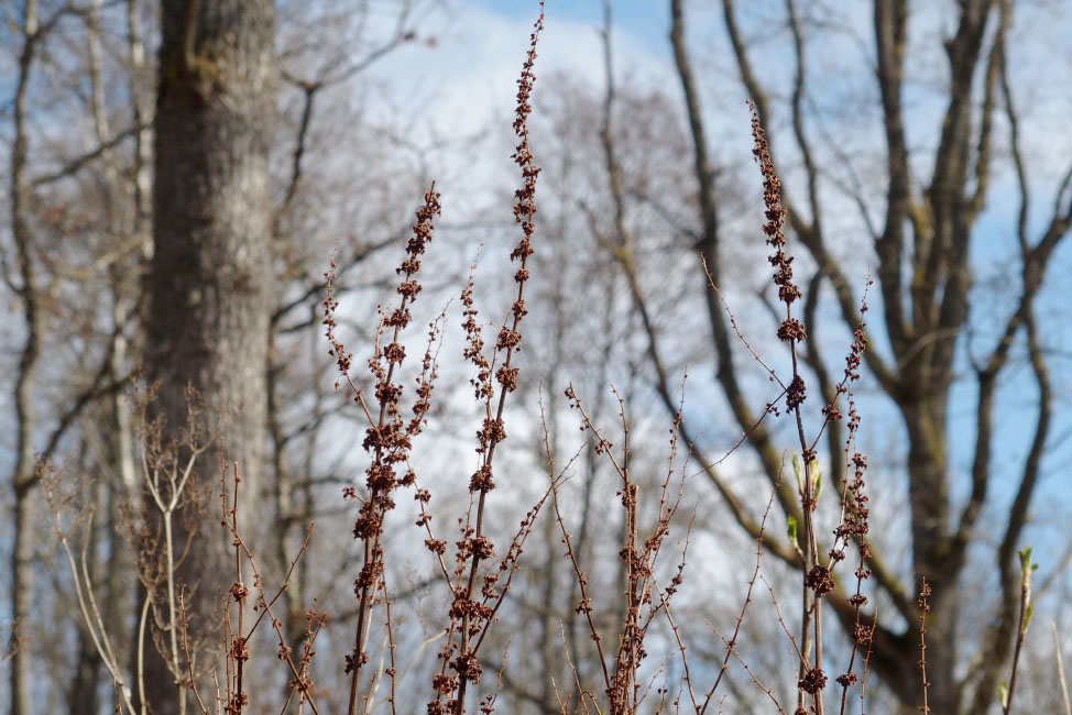 Skåneleden april 2015