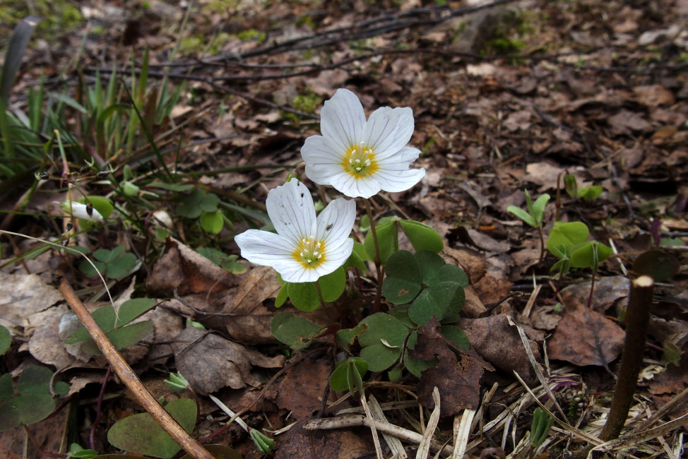         Skåneleden april 2015