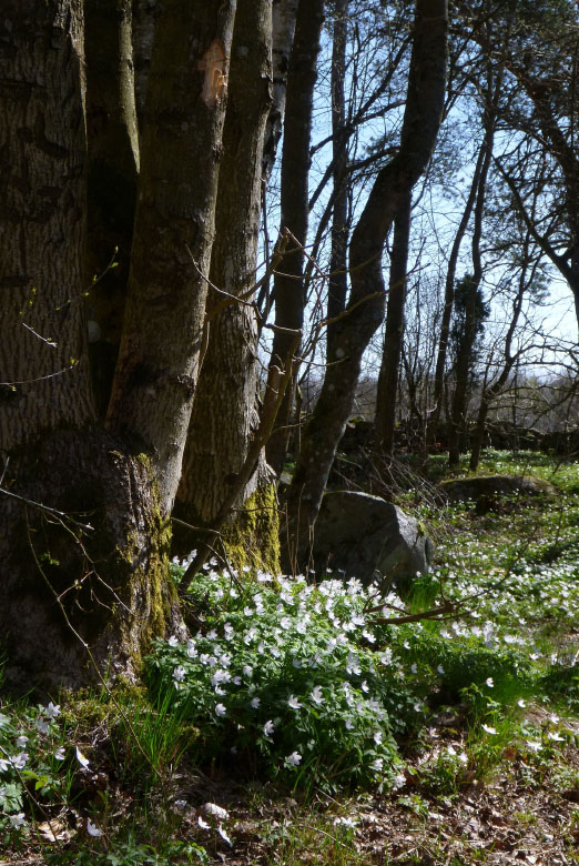         Skåneleden april 2015